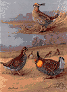 Tympanuchus pallidicinctus - a smaller prairie chicken of western Texas