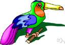 toucan - brilliantly colored arboreal fruit-eating bird of tropical America having a very large thin-walled beak