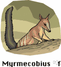 Myrmecobius - banded anteater