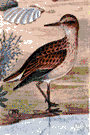 pectoral sandpiper - American sandpiper that inflates its chest when courting