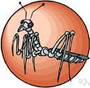 suborder Manteodea - mantises