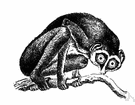 Loris gracilis - slim-bodied lemur of southern India and Sri Lanka