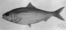 Alosa alosa - European shad