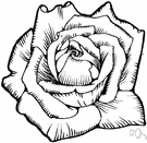 old rose - a greyish-pink color