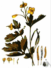 celandine - perennial herb with branched woody stock and bright yellow flowers