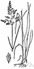 Kentucky blue - valuable meadow and pasture grass in Europe and especially central United States having tall stalks and slender bright green leaves