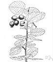 Amelanchier bartramiana - open-growing shrub of eastern North America having pure white flowers and small waxy almost black fruits