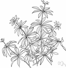 Galium odoratum - Old World fragrant stoloniferous perennial having small white flowers and narrow leaves used as flavoring and in sachets