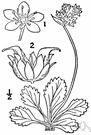 saxifrage - any of various plants of the genus Saxifraga