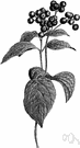 silky cornel - shrub of eastern North America having purplish stems and blue fruit