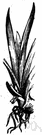 ensiform - shaped like a sword blade ensiform - shaped like a sword blade