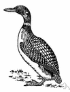 Gavia - type genus of the Gavidae: loons