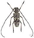 Asian longhorned beetle - a beetle from China that has been found in the United States and is a threat to hardwood trees