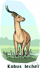 lechwe - tawny-colored African antelope inhabiting wet grassy plains