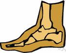 Posterior Calcaneal Spur