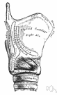 thyroid cartilage - the largest cartilage of the larynx