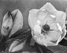 southern magnolia - evergreen tree of southern United States having large stiff glossy leaves and huge white sweet-smelling flowers