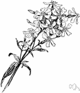 bouncing Bess - plant of European origin having pink or white flowers and leaves yielding a detergent when bruised