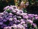 ageratum - rhizomatous plant of central and southeastern United States and West Indies having large showy heads of clear blue flowers
