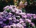 Eupatorium coelestinum - rhizomatous plant of central and southeastern United States and West Indies having large showy heads of clear blue flowers