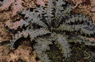 Onopordon - a genus of Eurasian herbs of the family Compositae with prickly foliage and large purplish flowers