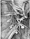 Brassia verrucosa - Central American orchid having spiderlike flowers with prominent green warts