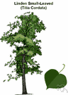 lime - any of various deciduous trees of the genus Tilia with heart-shaped leaves and drooping cymose clusters of yellowish often fragrant flowers