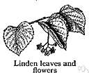linden tree - any of various deciduous trees of the genus Tilia with heart-shaped leaves and drooping cymose clusters of yellowish often fragrant flowers