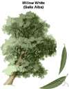 Chinese privet - erect evergreen treelike shrub of China and Korea and Japan having acuminate leaves and flowers in long erect panicles