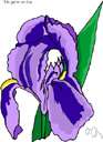 Iris germanica