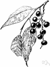 black cherry - large North American wild cherry with round black sour edible fruit