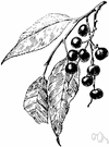 Prunus serotina - large North American wild cherry with round black sour edible fruit
