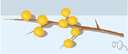 longanberry