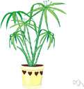 umbrella plant - rhizomatous perennial herb with large dramatic peltate leaves and white to bright pink flowers in round heads on leafless stems
