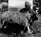 Persian lamb - the fur of a karakul lamb