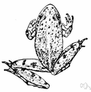 Acris crepitans - a cricket frog of eastern and central United States