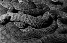 prairie rattler - widely distributed between the Mississippi and the Rockies
