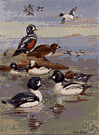 Barrow's goldeneye - North American goldeneye diving duck