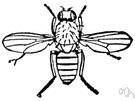 Drosophila melanogaster - small fruit fly used by Thomas Hunt Morgan in studying basic mechanisms of inheritance