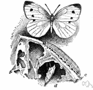 Pieris rapae - toxic green larva of a cabbage butterfly