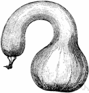 winter crookneck squash - a squash with a hard rind and an elongated curved neck