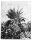 dioon - any cycad of the genus Dioon