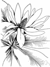 Magnolia tripetala - small deciduous tree of eastern North America having creamy white flowers and large leaves in formations like umbrellas at the ends of branches