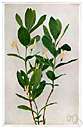 Acocanthera spectabilis - medium-sized shrubby tree of South Africa having thick leathery evergreen leaves and white or pink flowers and globose usually two-seeded purplish black fruits