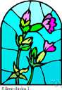 red bird's eye - biennial European catchfly having red or pink flowers