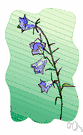 peach bells - perennial European bellflower with racemose white or blue flowers