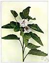 white mallow - European perennial plant naturalized in United States having triangular ovate leaves and lilac-pink flowers
