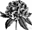 rhododendron - any shrub of the genus Rhododendron: evergreen shrubs or small shrubby trees having leathery leaves and showy clusters of campanulate (bell-shaped) flowers