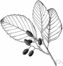 mountain alder - tree of western United States