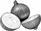 onion - the bulb of an onion plant